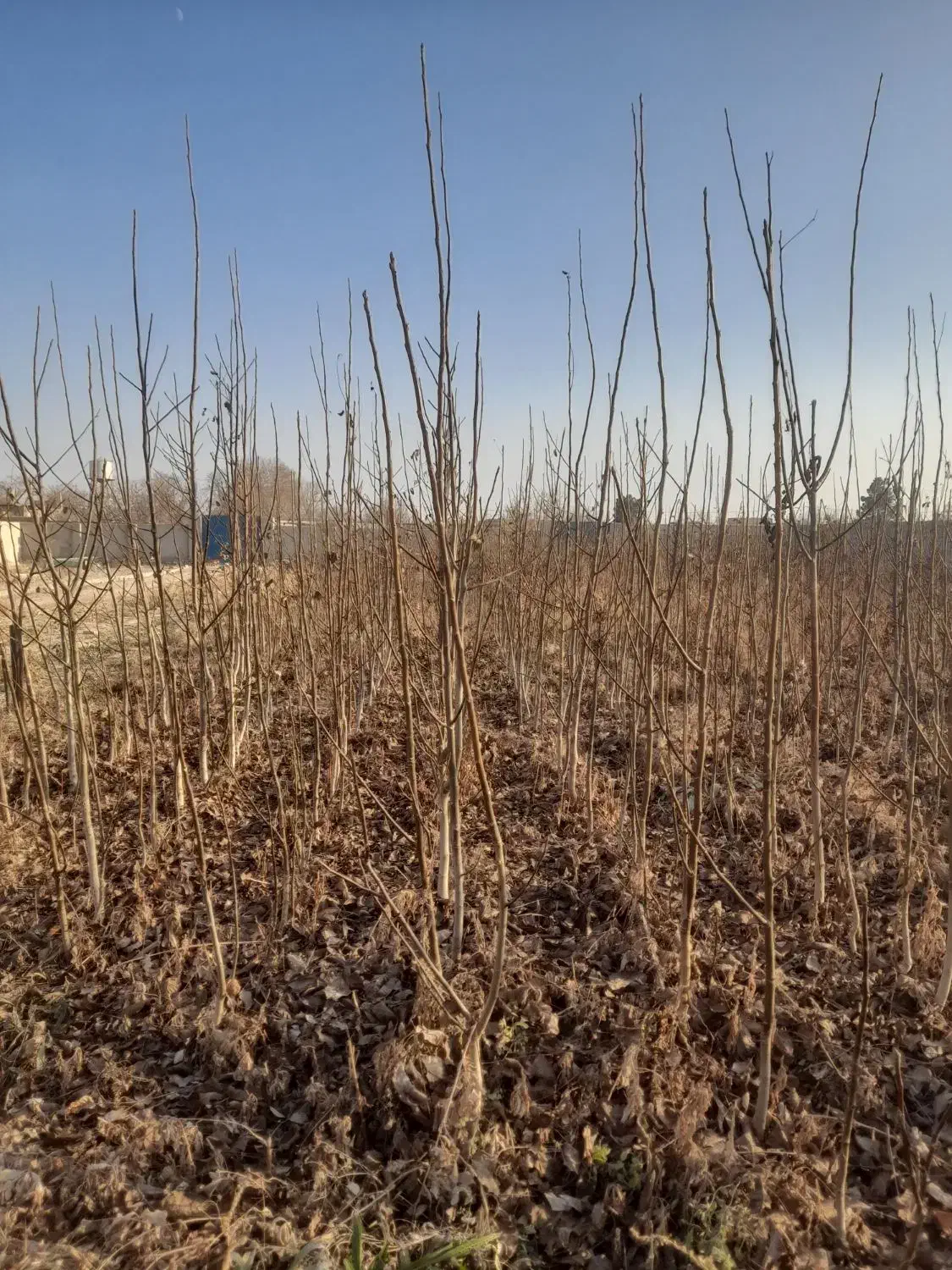 باسلام خدمت باغداران کشاورزان عزیز تعداد ۴۰۰۰گردو|خدمات باغبانی و درختکاری|چناران, |دیوار