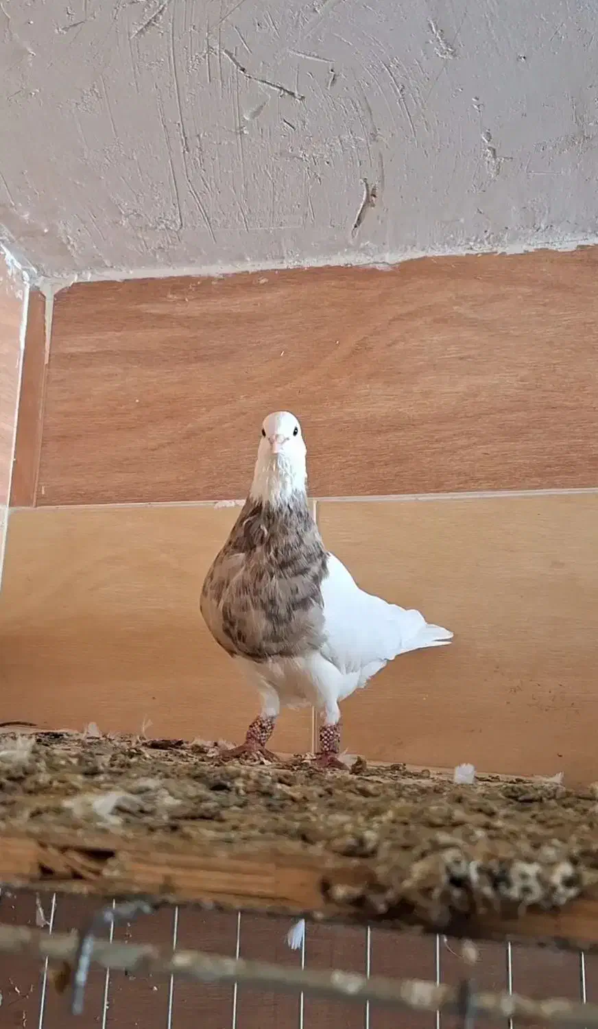 کبوتر|پرنده|بندر گناوه, |دیوار