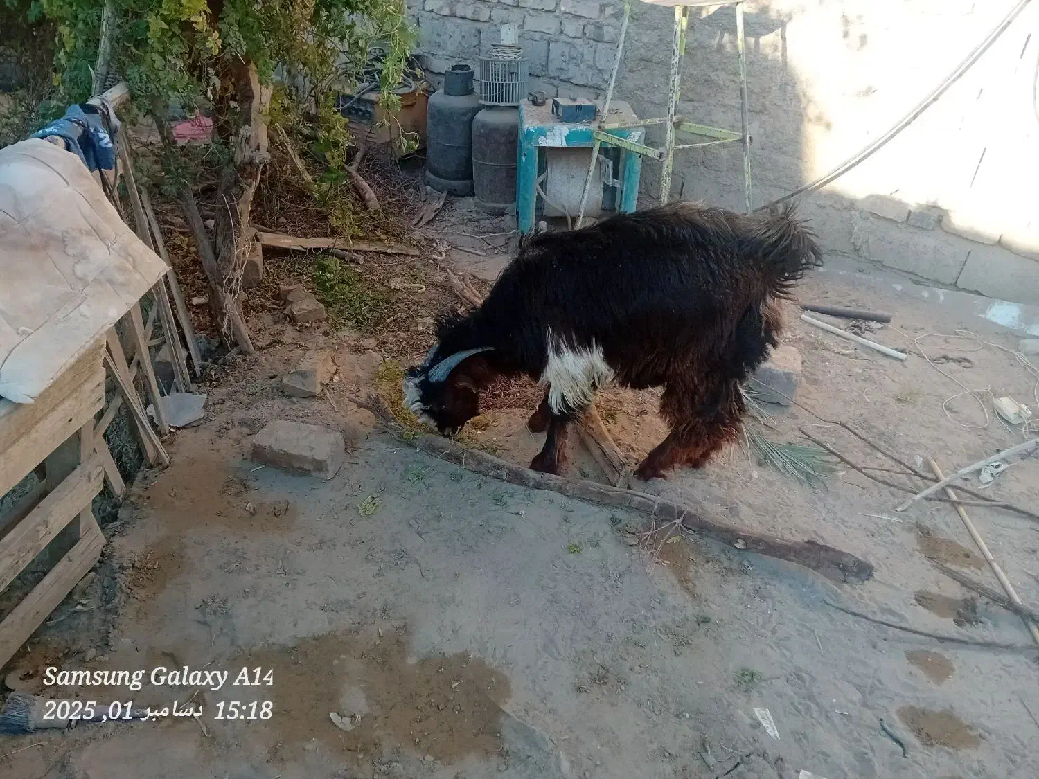 کهر نر|حیوانات مزرعه|زهک, |دیوار