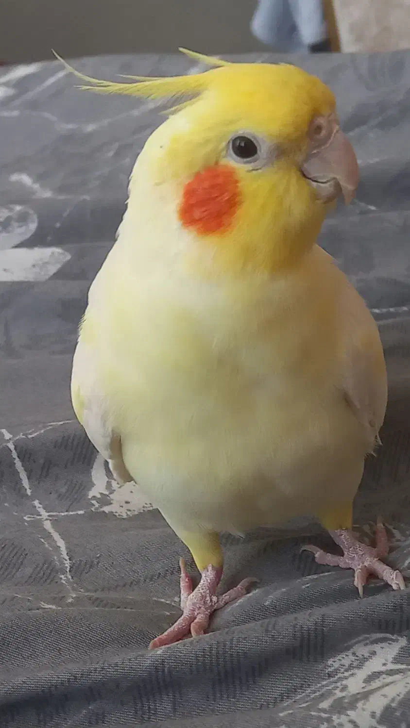 عروس هلندی نر دستی بازیگوش و سخنگو|پرنده|گلستان (تهران), |دیوار