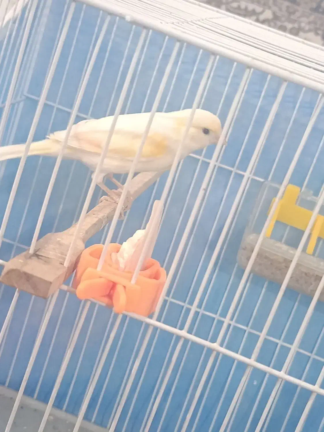 قناری|پرنده|تربت‌حیدریه, پائین ولایت|دیوار