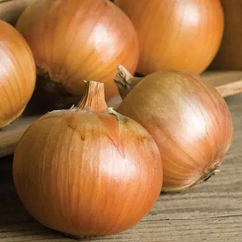 پیاز خوب کیلو ۱۲|عمدهفروشی|شیروان (خراسان), |دیوار