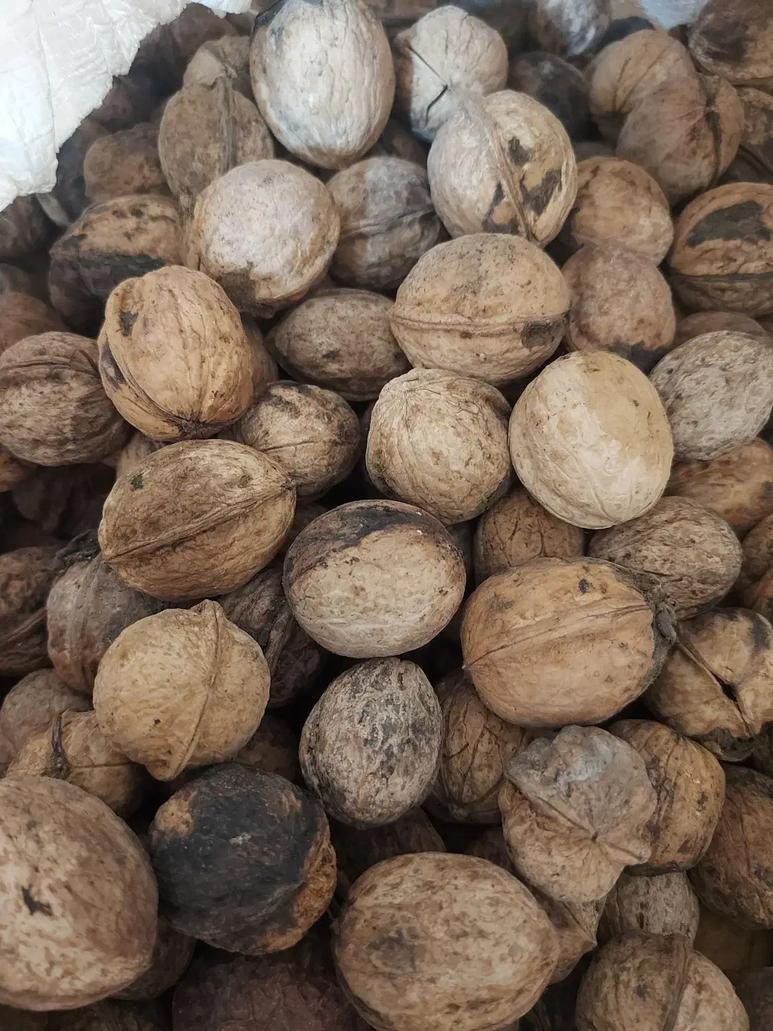 گردو|خوردنی و آشامیدنی|کشکسرای, |دیوار