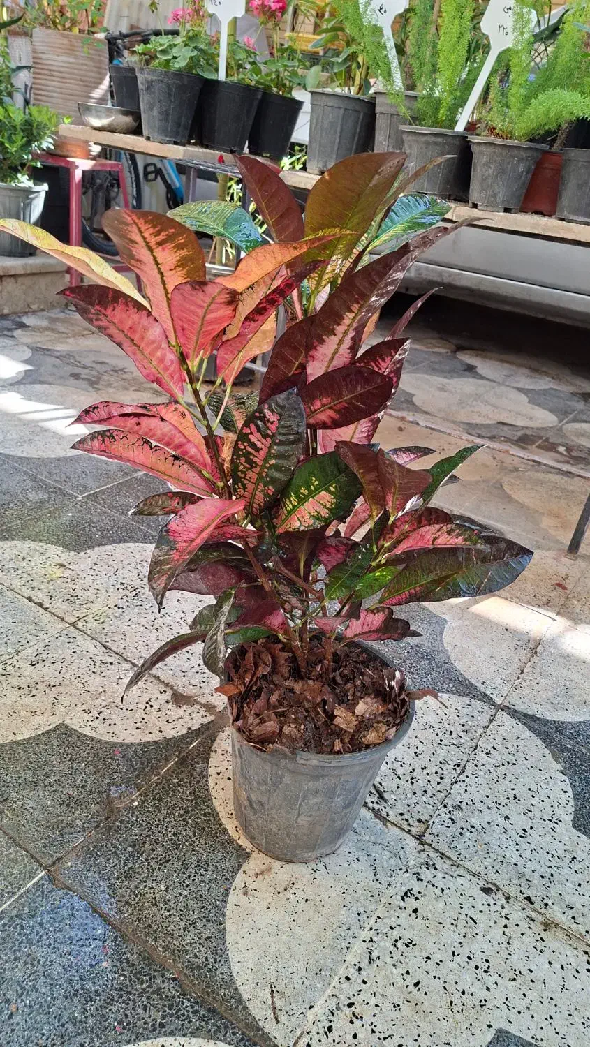 میخک ،هویا|گل و گیاه طبیعی|شیراز, شیخ روزبهان|دیوار