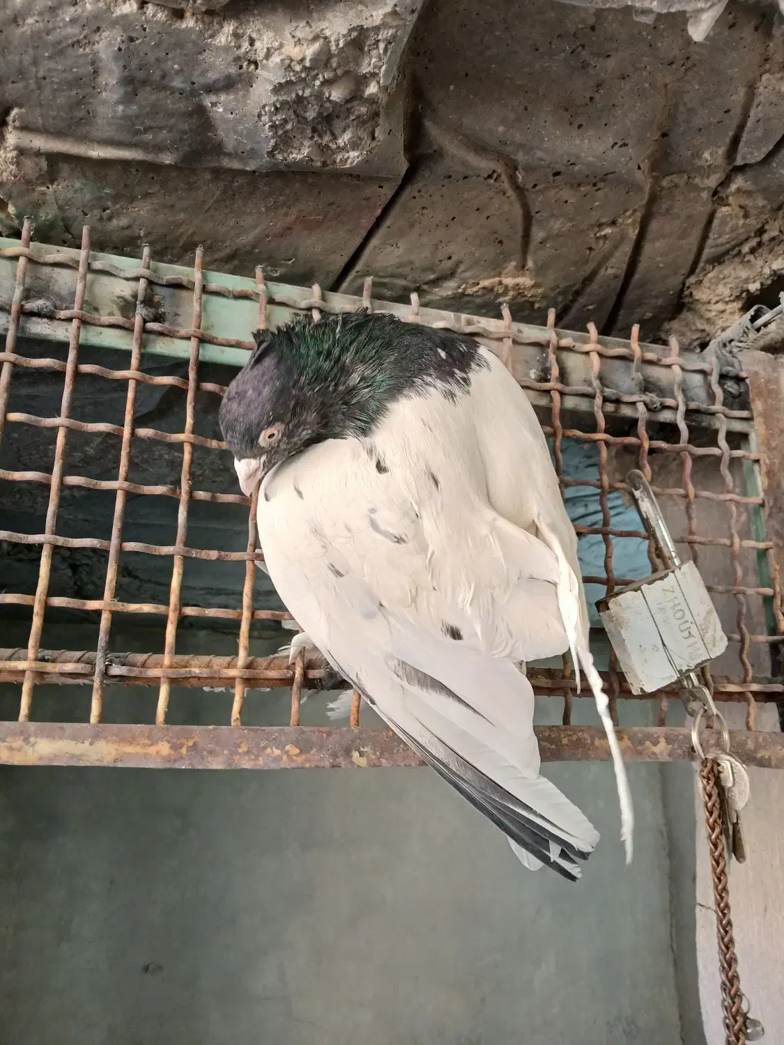 کفتر بهبهانی کله|پرنده|شیراز, حومه شیراز|دیوار