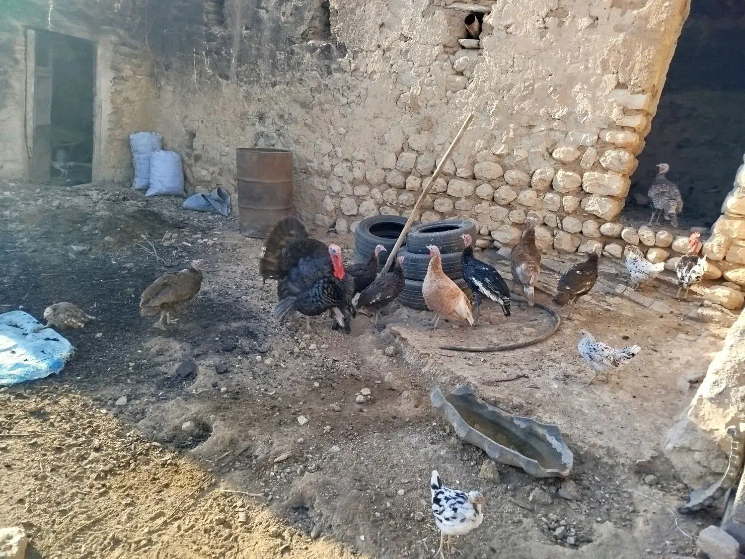 بوقلمون سالم و سرحال|حیوانات مزرعه|کوهدشت, |دیوار