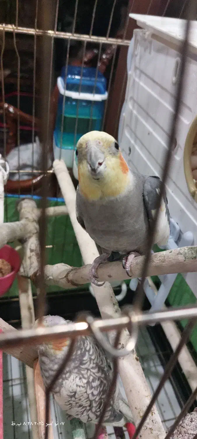 عروس هلندی جفت با تخم|پرنده|تهران, درختی|دیوار