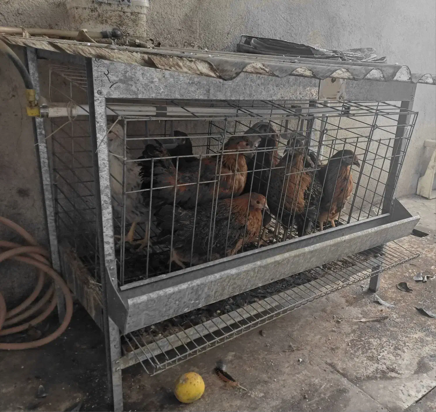 قفس مکانیزه و پلت مرغ تخم‌گذار|لوازم جانبی حیوانات|ساری, |دیوار