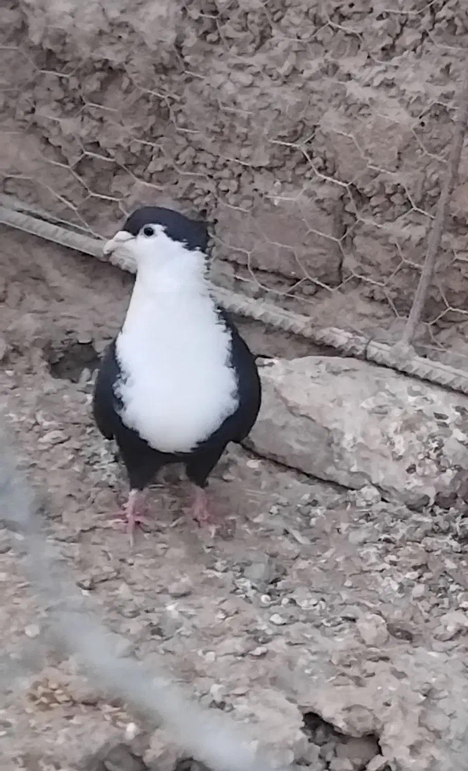 کبوتر  ریش کاکل|پرنده|کرباسک, |دیوار