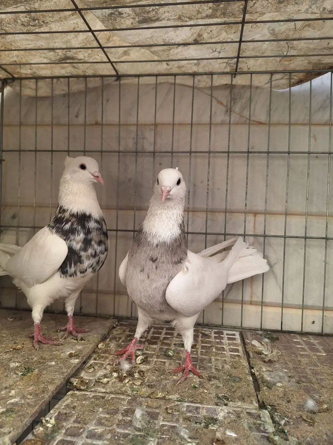 طوقی و رنگی|پرنده|اصفهان, بوستان ناژوان|دیوار