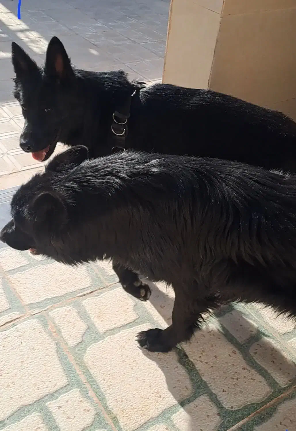 سگ ژرمن بلک اصلی ( همراه با ۶ عدد توله )|سگ|مشهد, دانشجو|دیوار