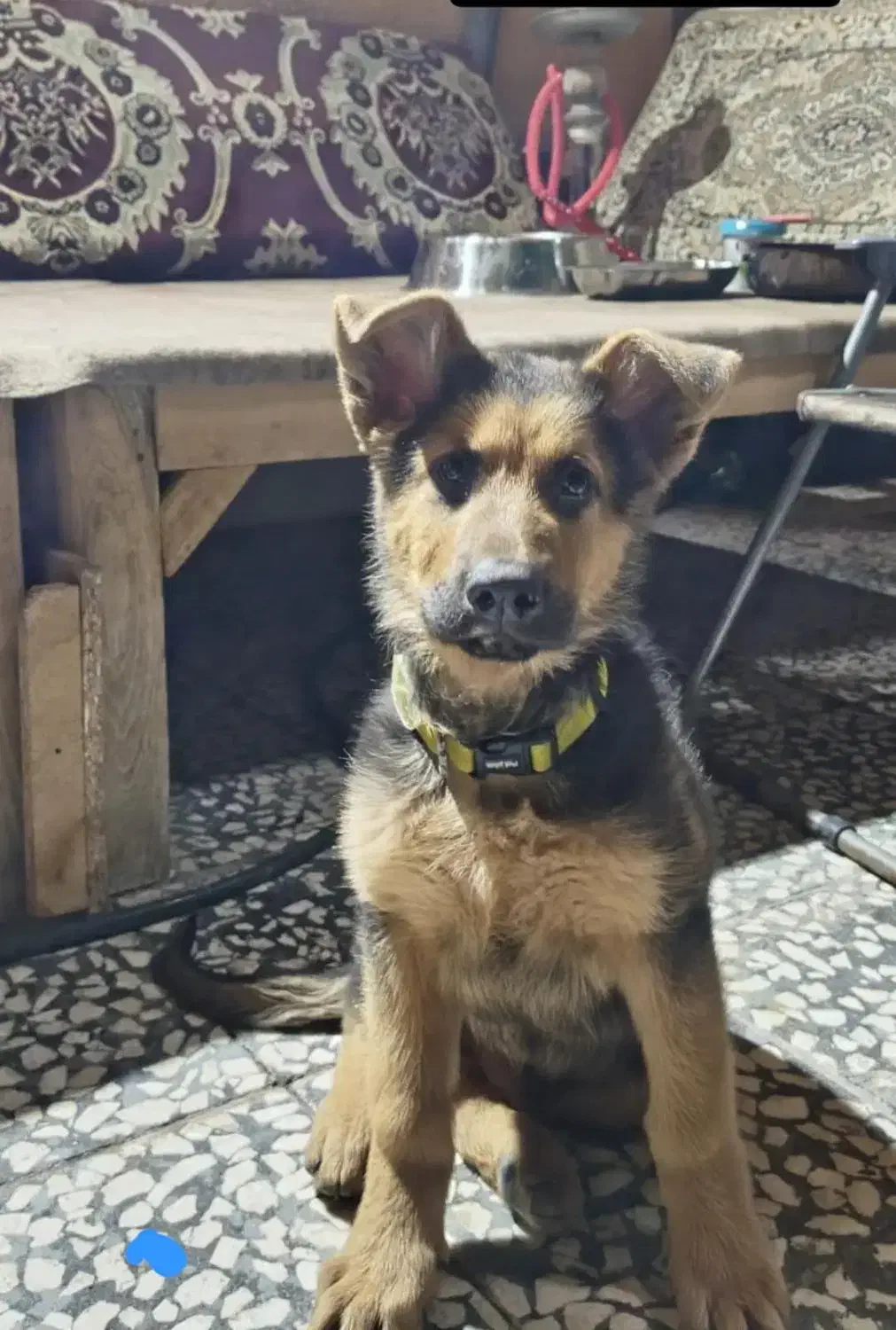 سگ کمشده|حیوانات|آران و بیدگل, |دیوار