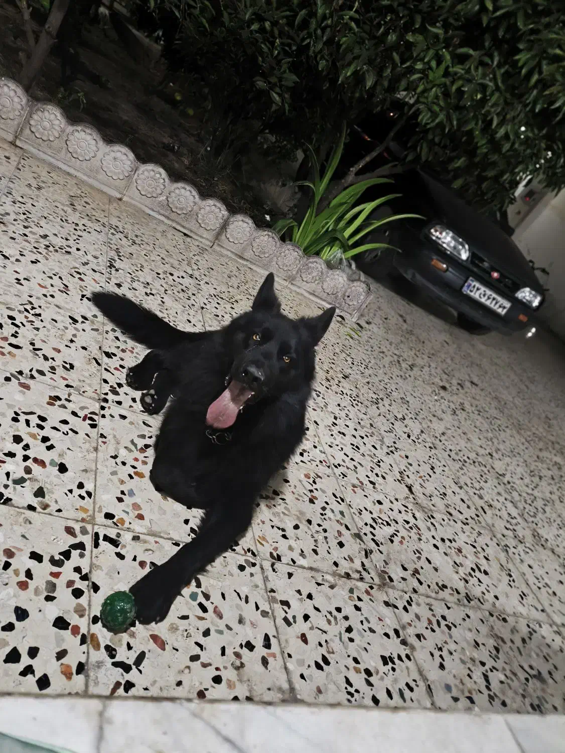 سگ ژرمن بلک|سگ|ساری, |دیوار