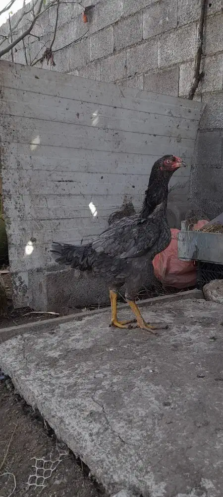 تخم مرغ لاری|حیوانات مزرعه|رشت, لاکان|دیوار