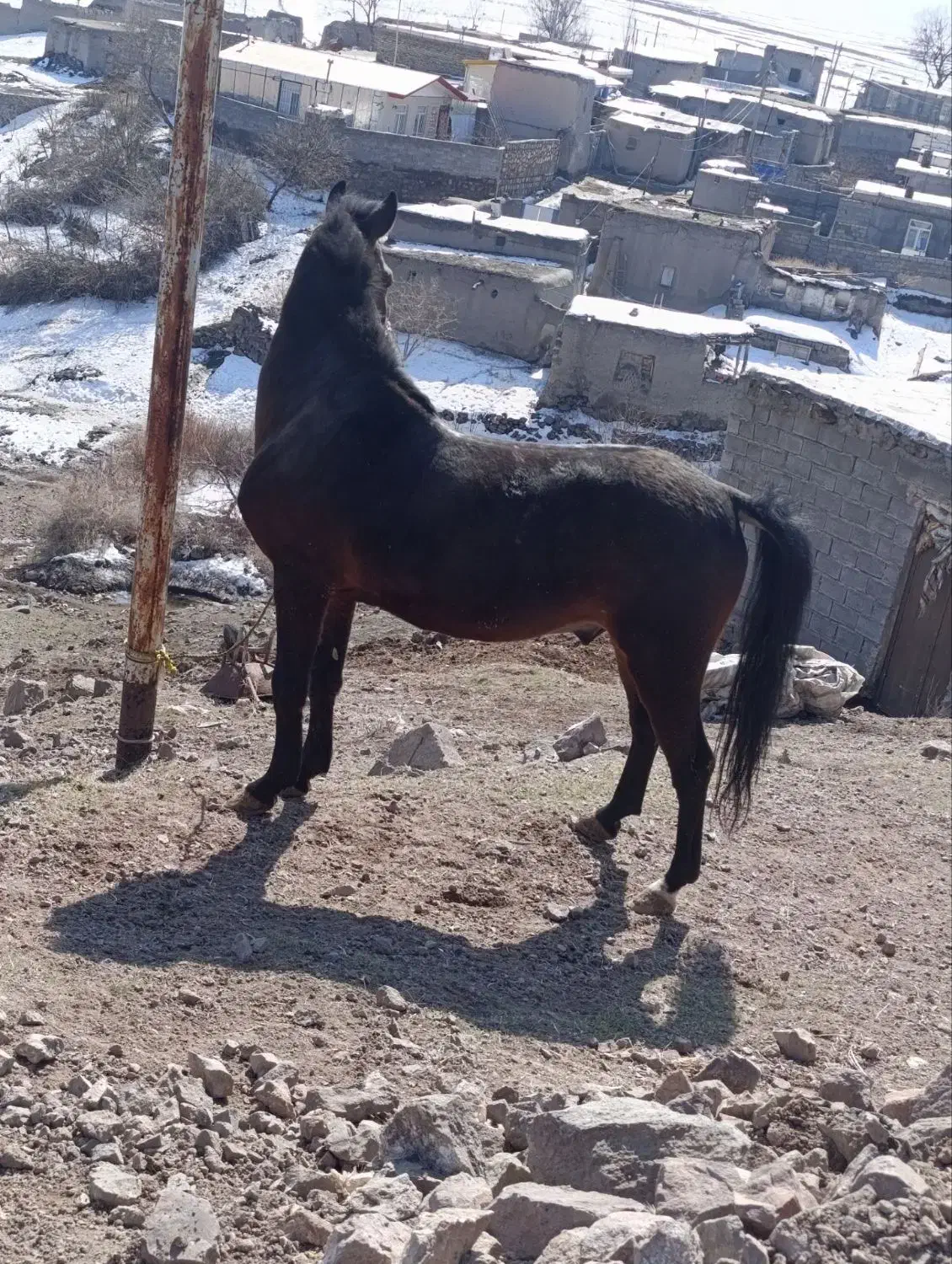 اسب|اسب و تجهیزات اسب‌سواری|میانه, |دیوار