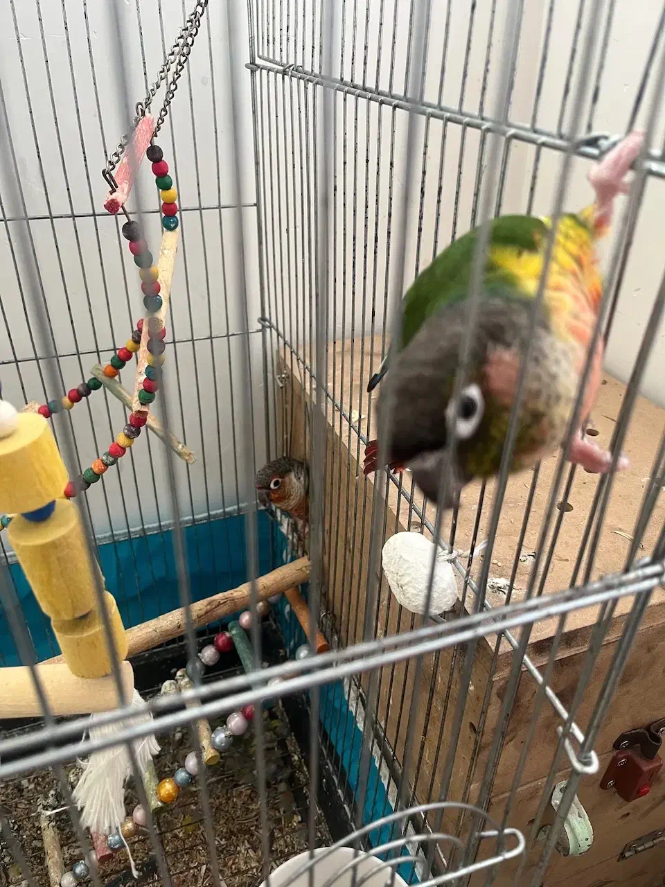 گرینچیک یلو رد مولد|پرنده|ساری, |دیوار