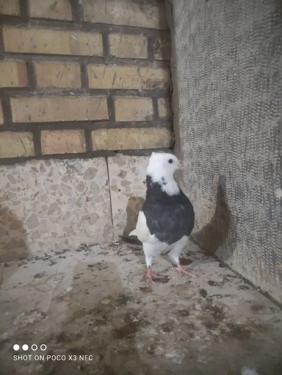 طوقی دوتا و سینه ای بچ|پرنده|دزفول, |دیوار