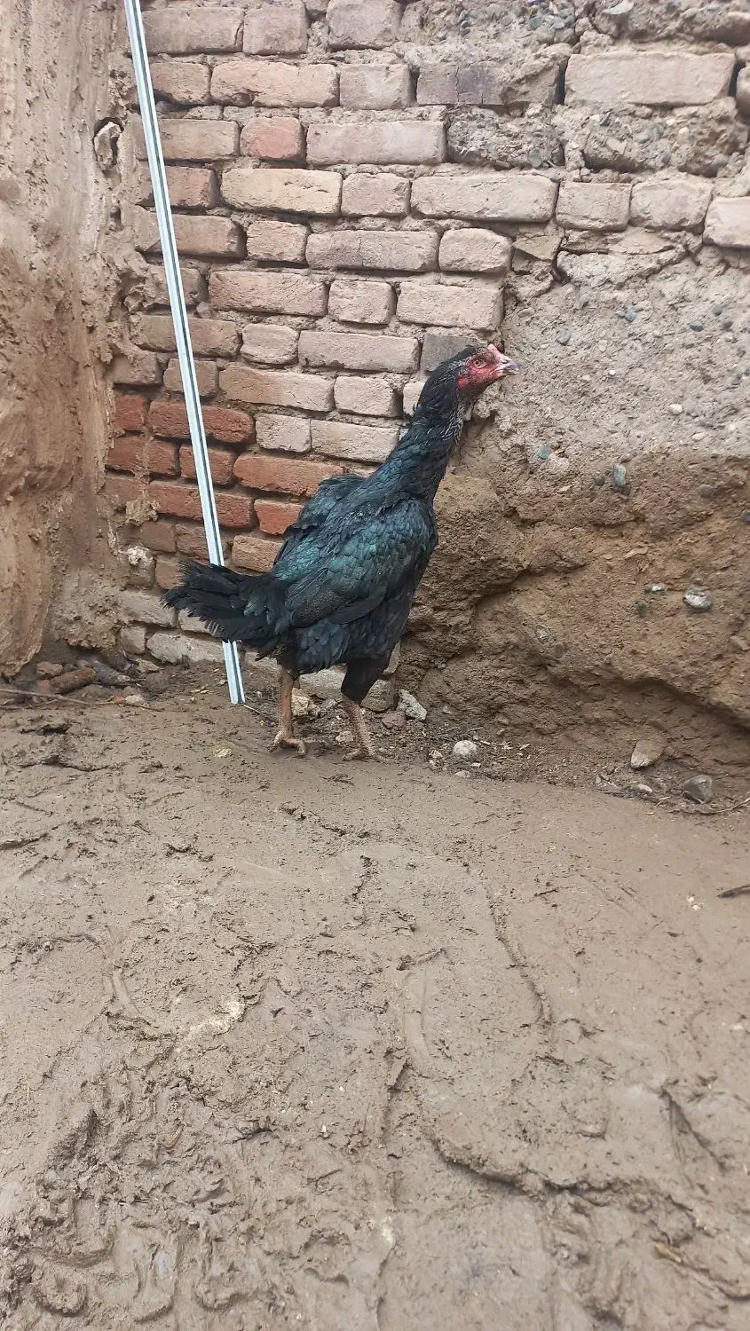 مرغ لاری|حیوانات مزرعه|فیرورق, |دیوار