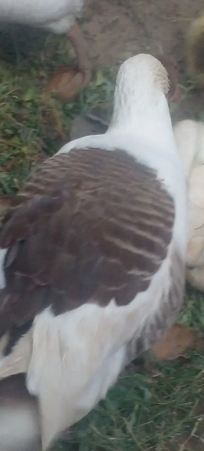 غاز|پرنده|کهنوج, |دیوار