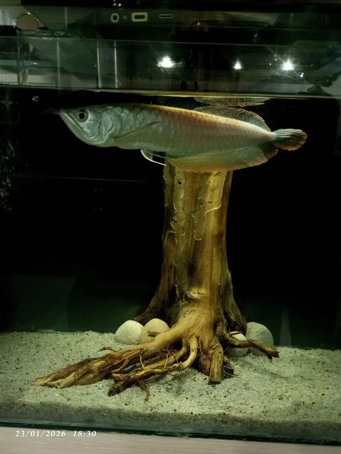 ماهی آروانا سیلور|ماهی|بندرعباس, |دیوار