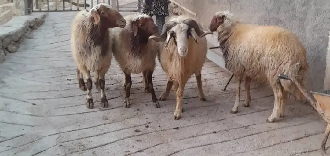 ۴راس قوچ فروشی|حیوانات مزرعه|پاپی, |دیوار