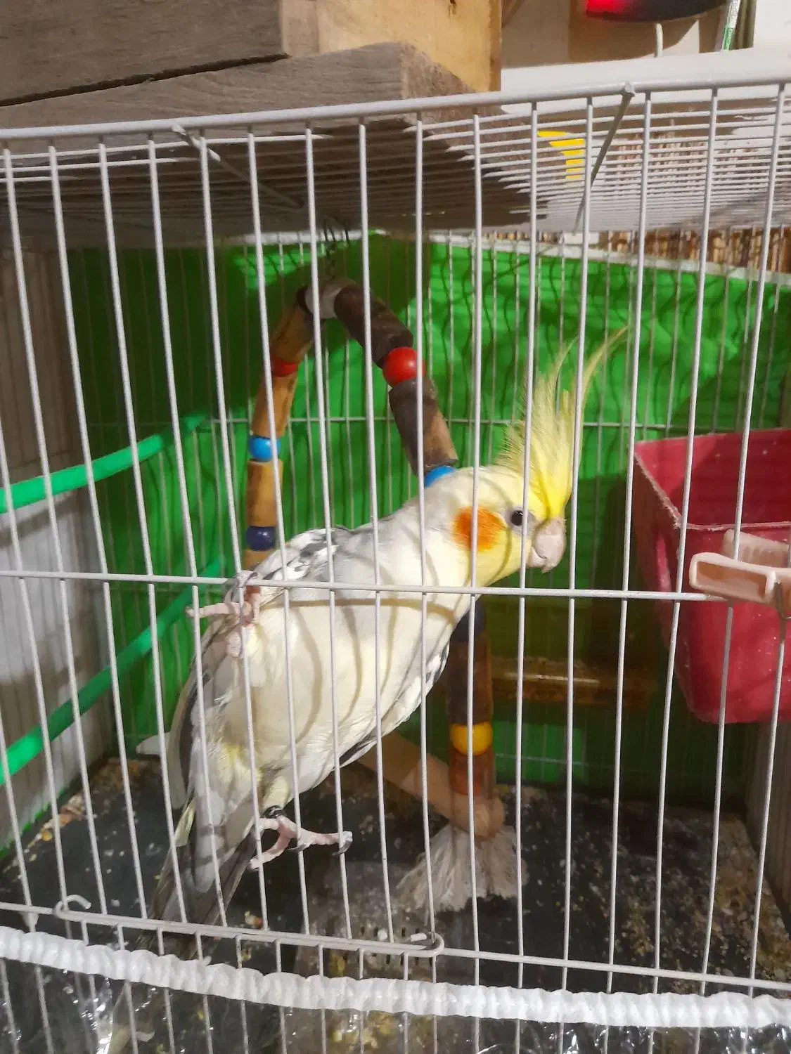 عروس هلندی نر معاوضه|پرنده|مشهد, شهید آوینی|دیوار