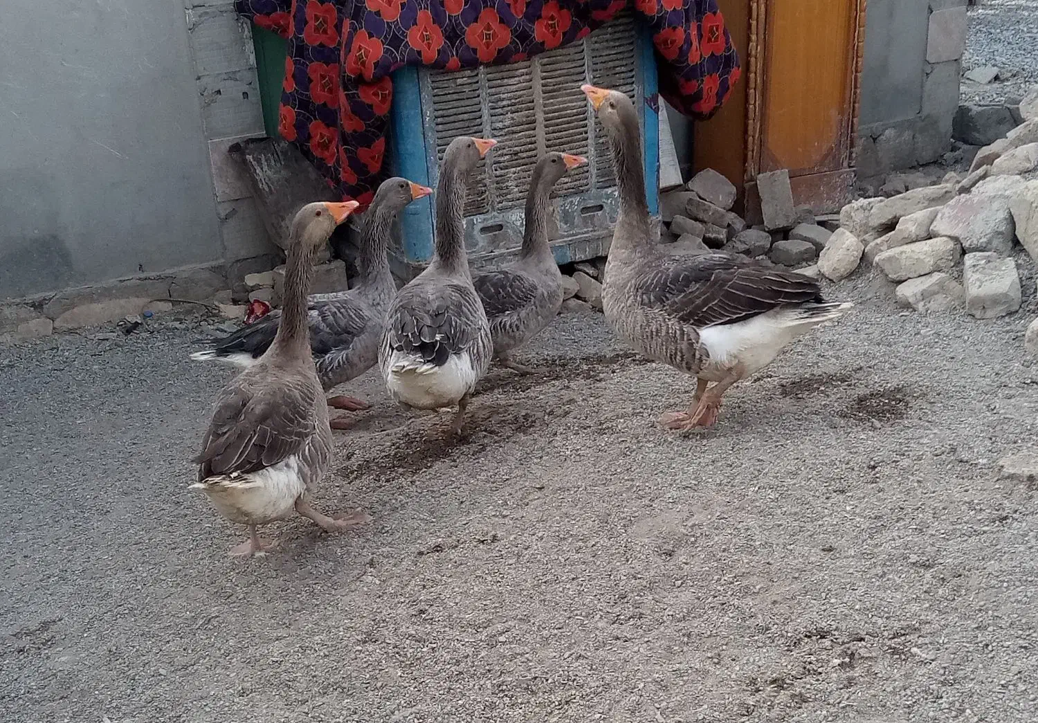 غاز|حیوانات مزرعه|زابل, |دیوار