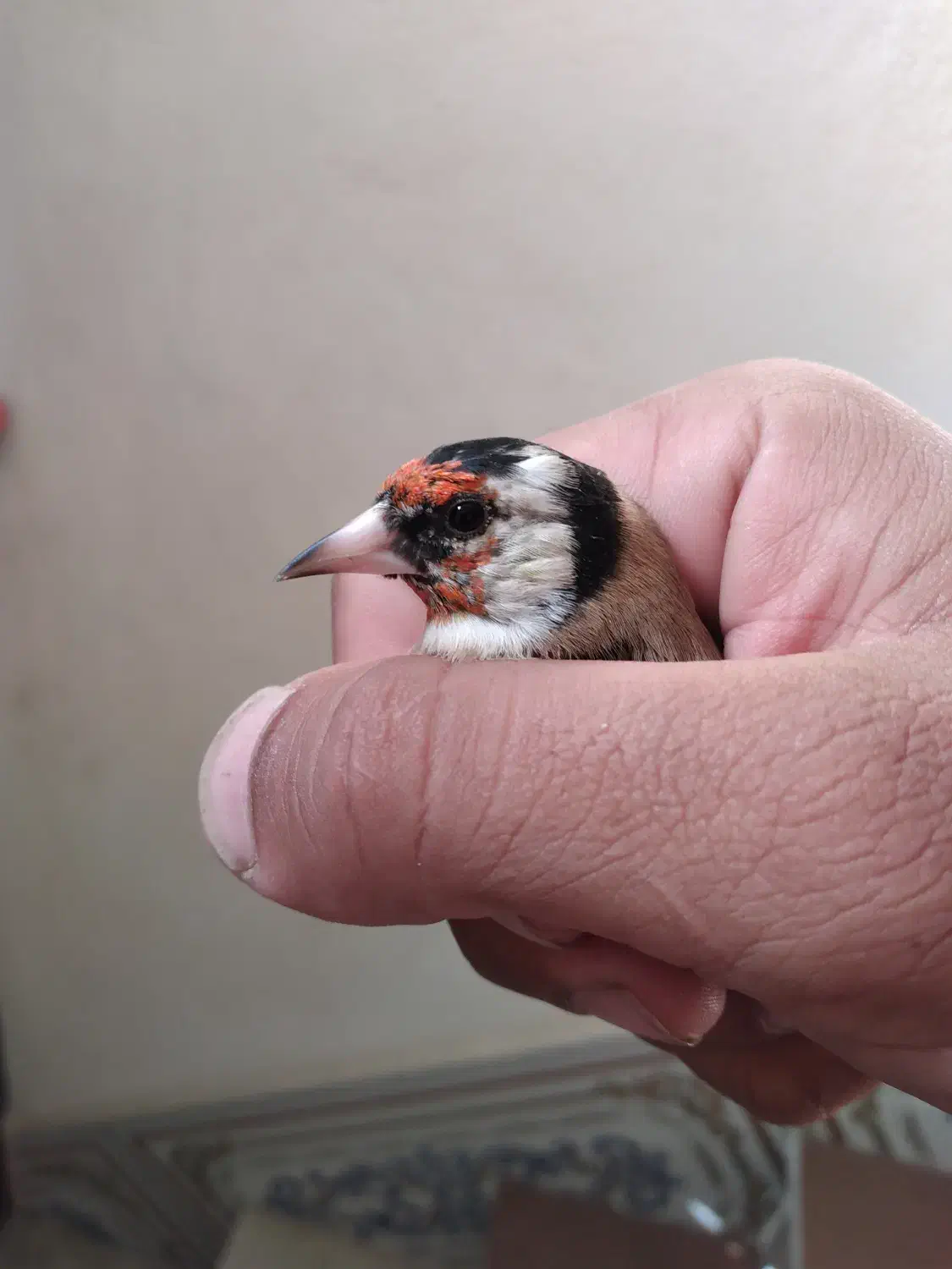 سهره|پرنده|سرپل ذهاب, |دیوار