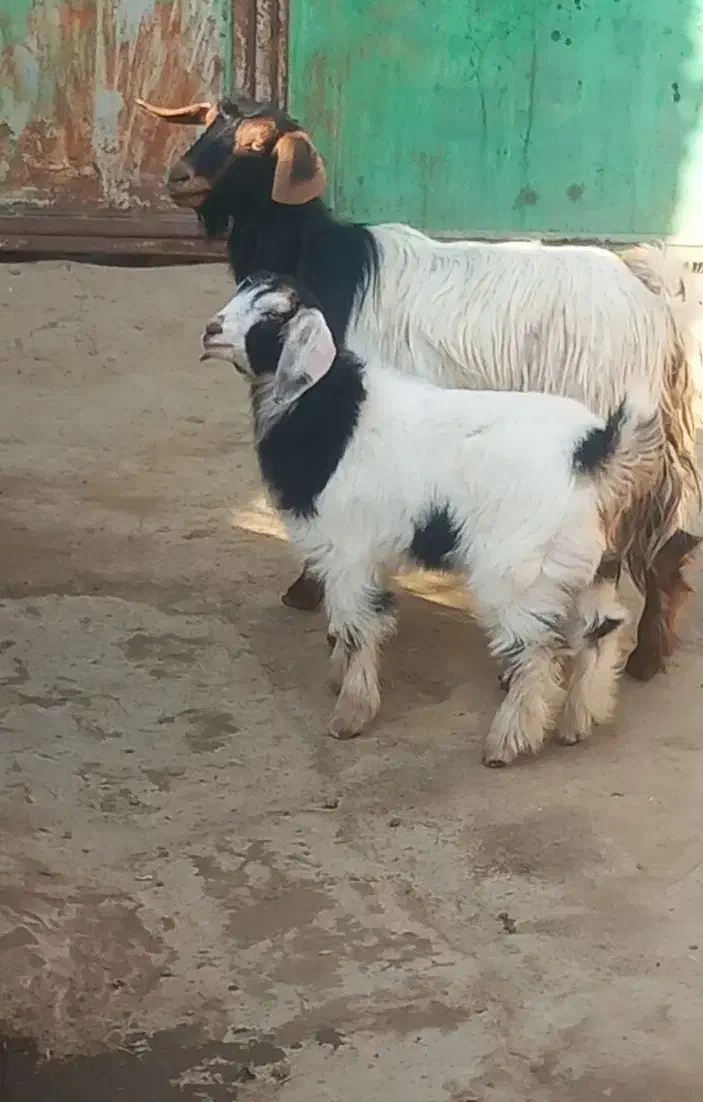 بز همراه بچه|حیوانات مزرعه|میاندوآب, |دیوار