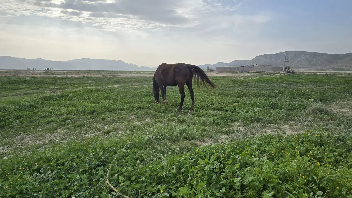 اسب|اسب و تجهیزات اسب‌سواری|لار, |دیوار