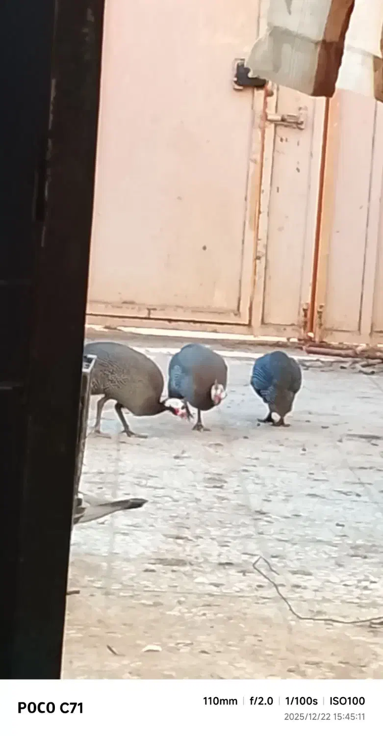 مورغ شاخک|حیوانات مزرعه|هامون, |دیوار