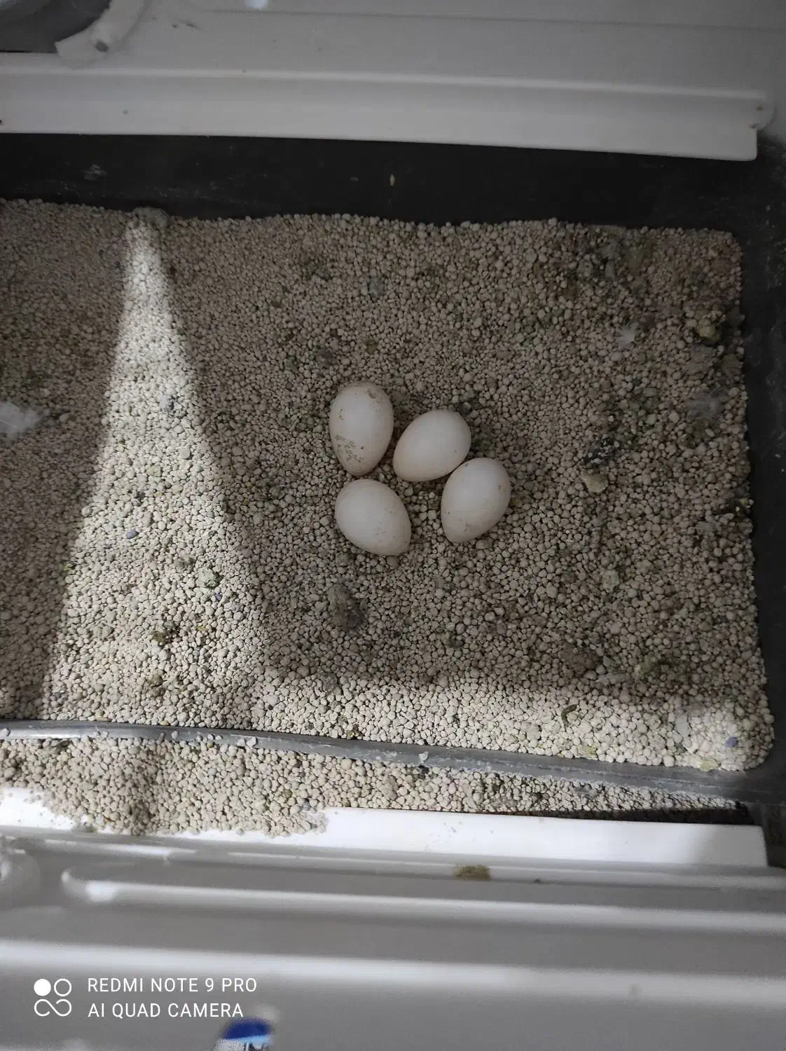 عروس هلندی دوکت البینو|پرنده|ساوه, |دیوار