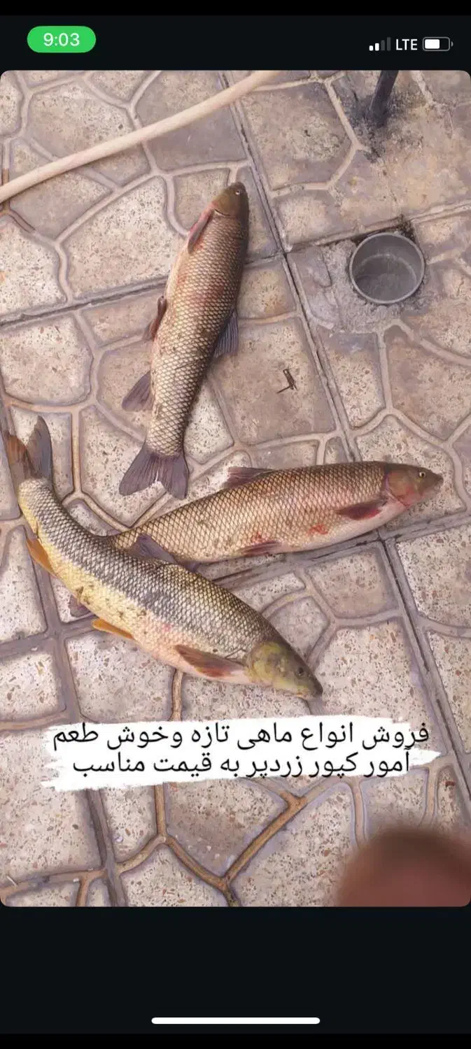 ماهی ارس تازه وخوشمزه|خوردنی و آشامیدنی|جلفا, |دیوار