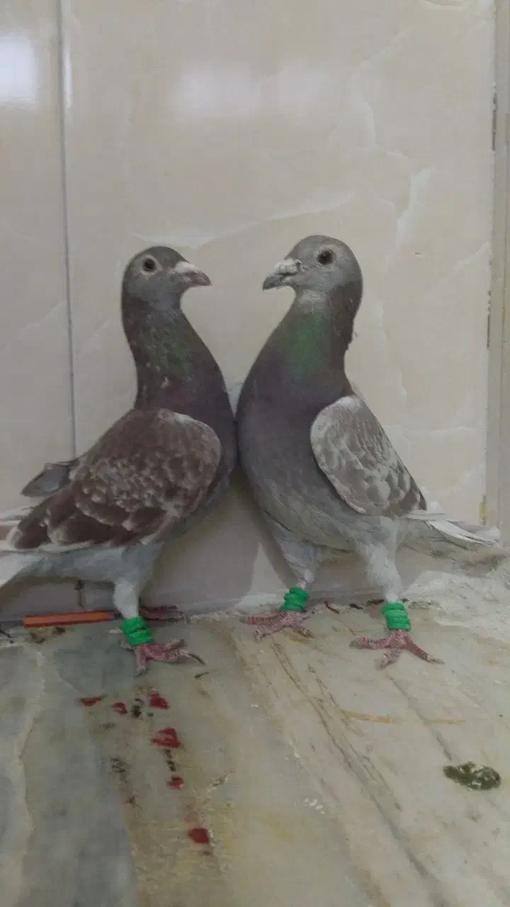 نروماده اقون آلمانی زات دار|پرنده|تربتحیدریه, سرمحله|دیوار