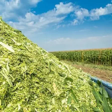 ذرت علوفه ای|عمده‌فروشی|حبیب آباد, |دیوار