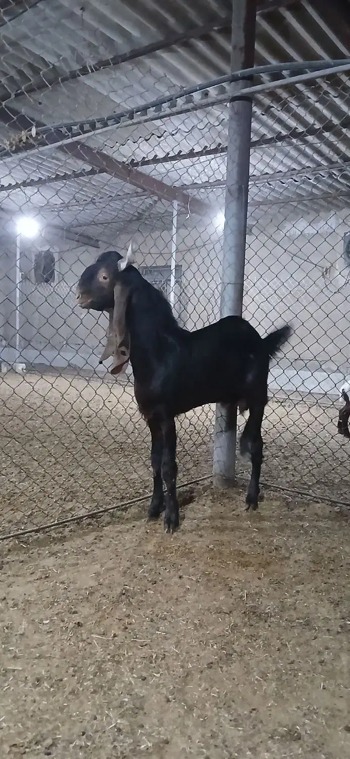 بزنر|حیوانات مزرعه|شادگان, |دیوار