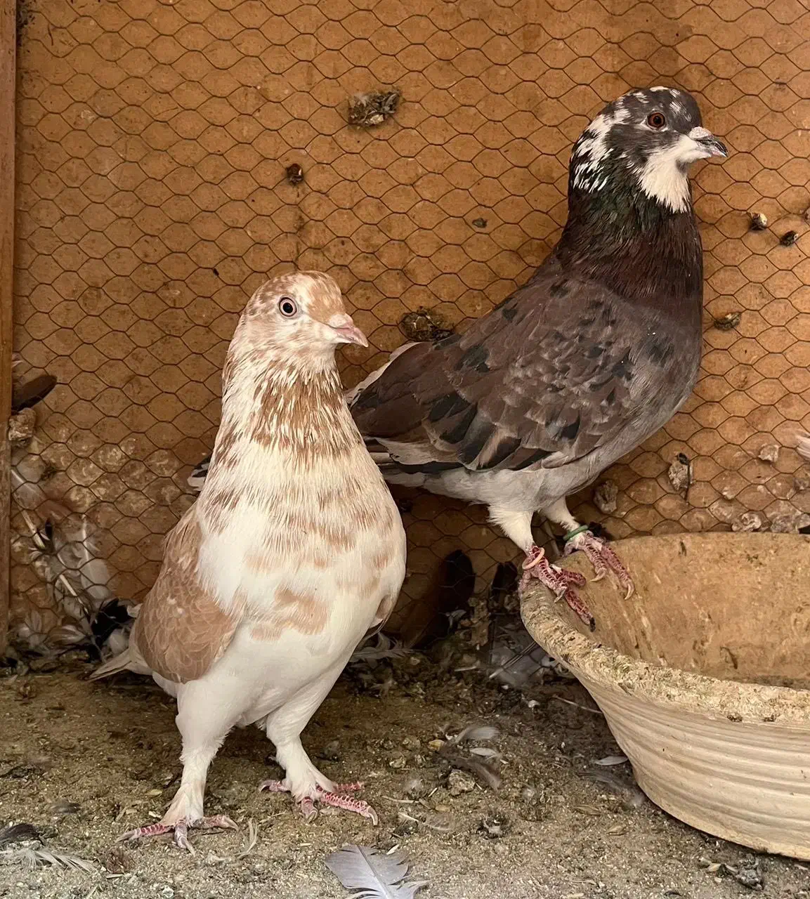 ۳جفت نروماده عالی|پرنده|چهاردانگه (تهران), |دیوار