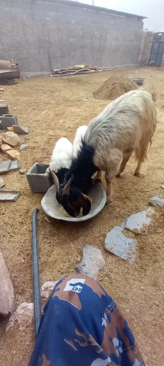 ۱۸۰۰۰|حیوانات مزرعه|خرم بید, |دیوار