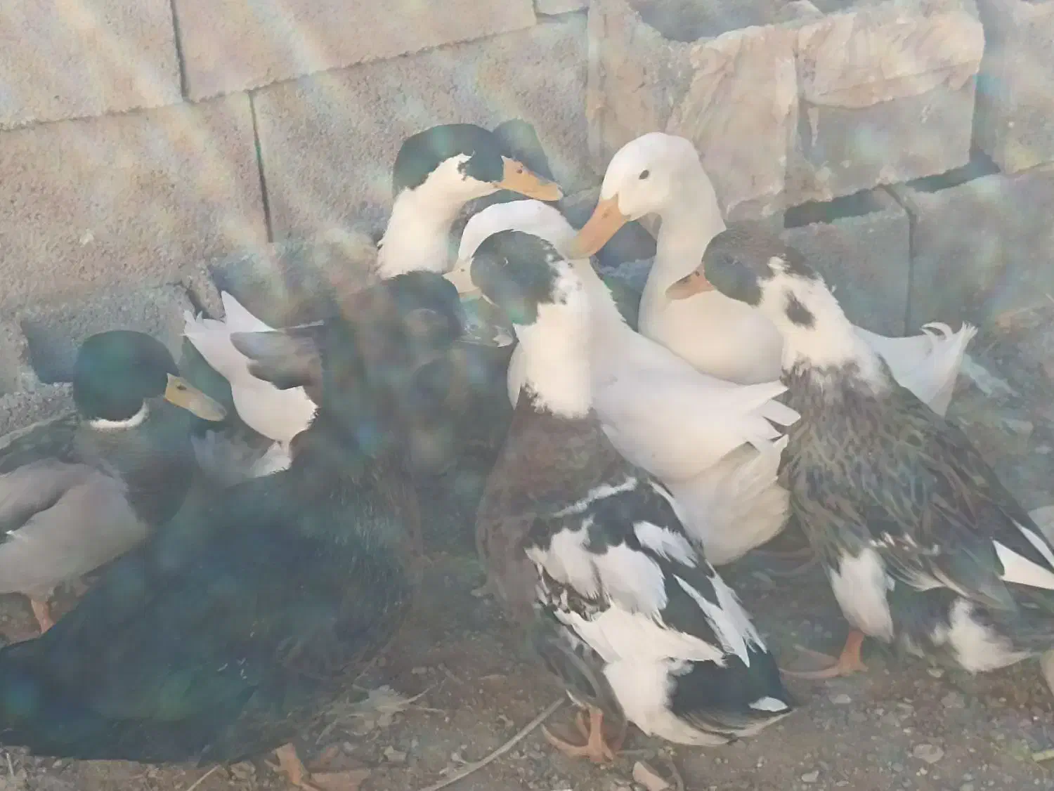 اردک محلی و پروازی|حیوانات مزرعه|ششده و قره بلاغ, |دیوار
