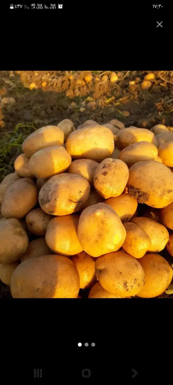 سیب زمینی دامی|لوازم جانبی حیوانات|قزوین, |دیوار