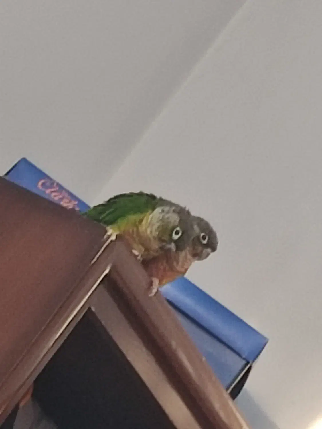 پرنده گرینچیک مولد|پرنده|مبارکه, |دیوار