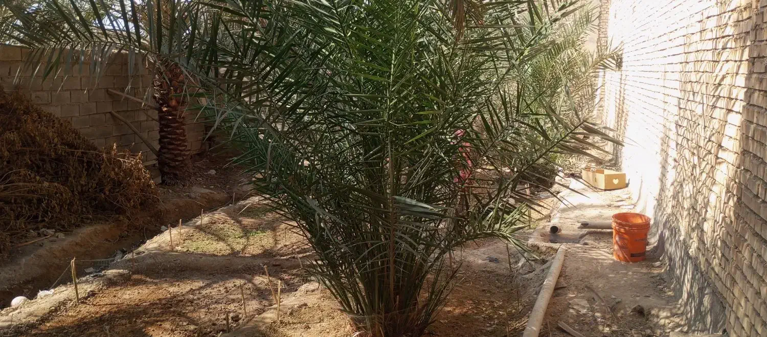 نخل سویدانی اصل|گل و گیاه طبیعی|شادگان, |دیوار