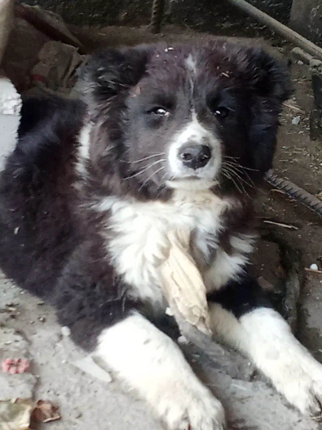 توله سگ گمشده|حیوانات|ایذه, |دیوار