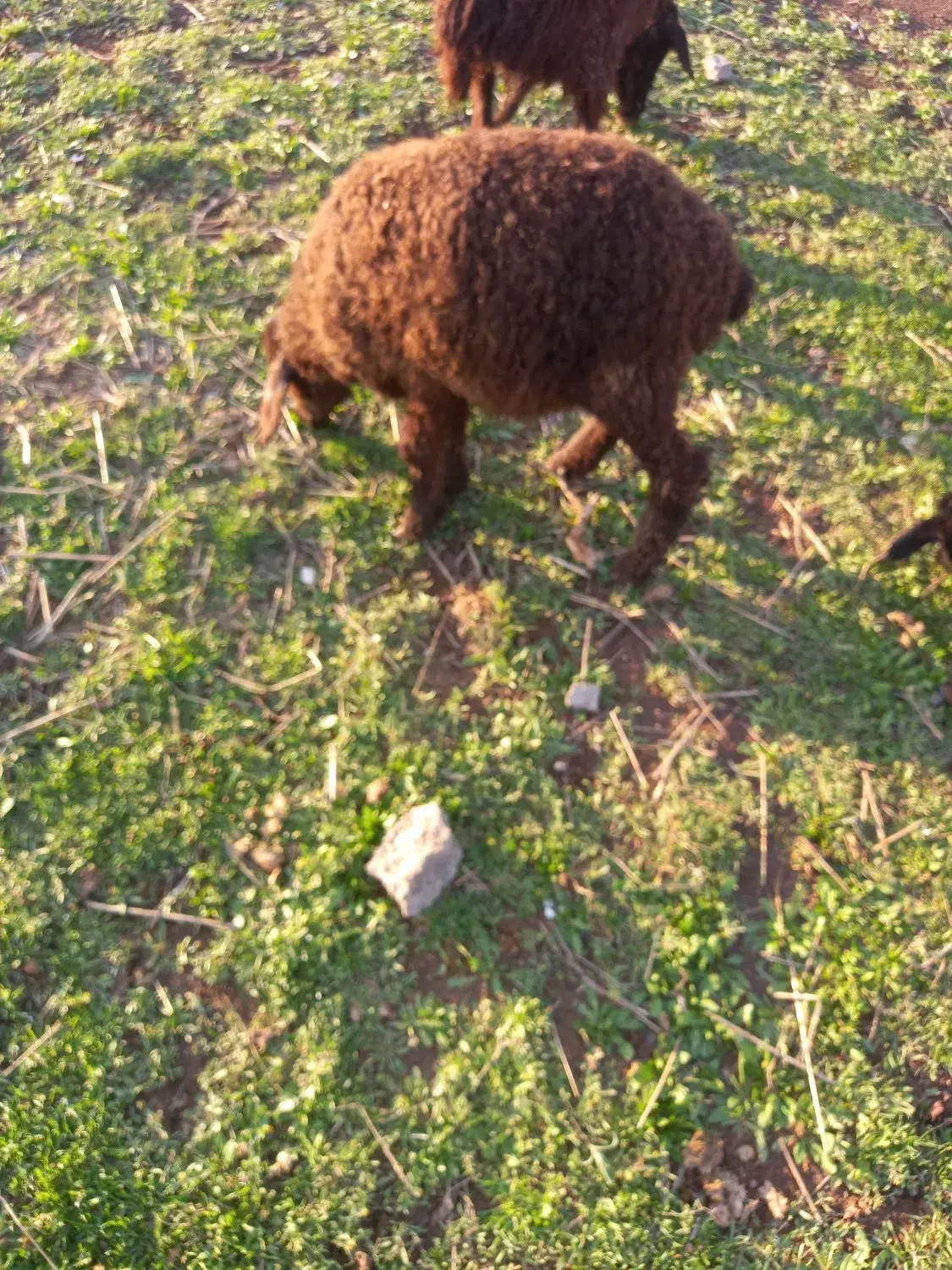 باسلام دو رس بره نر وماده سالم وسرحال|حیوانات مزرعه|قزوین, |دیوار