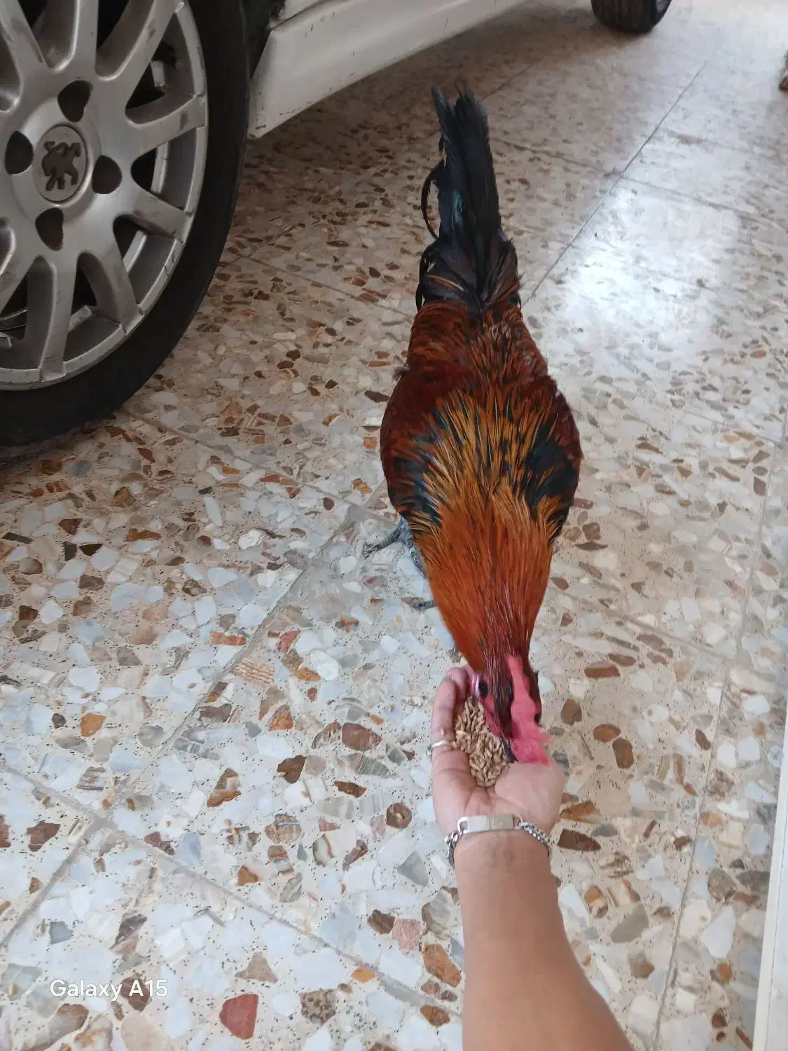 خروس محلی|حیوانات مزرعه|میناب, |دیوار