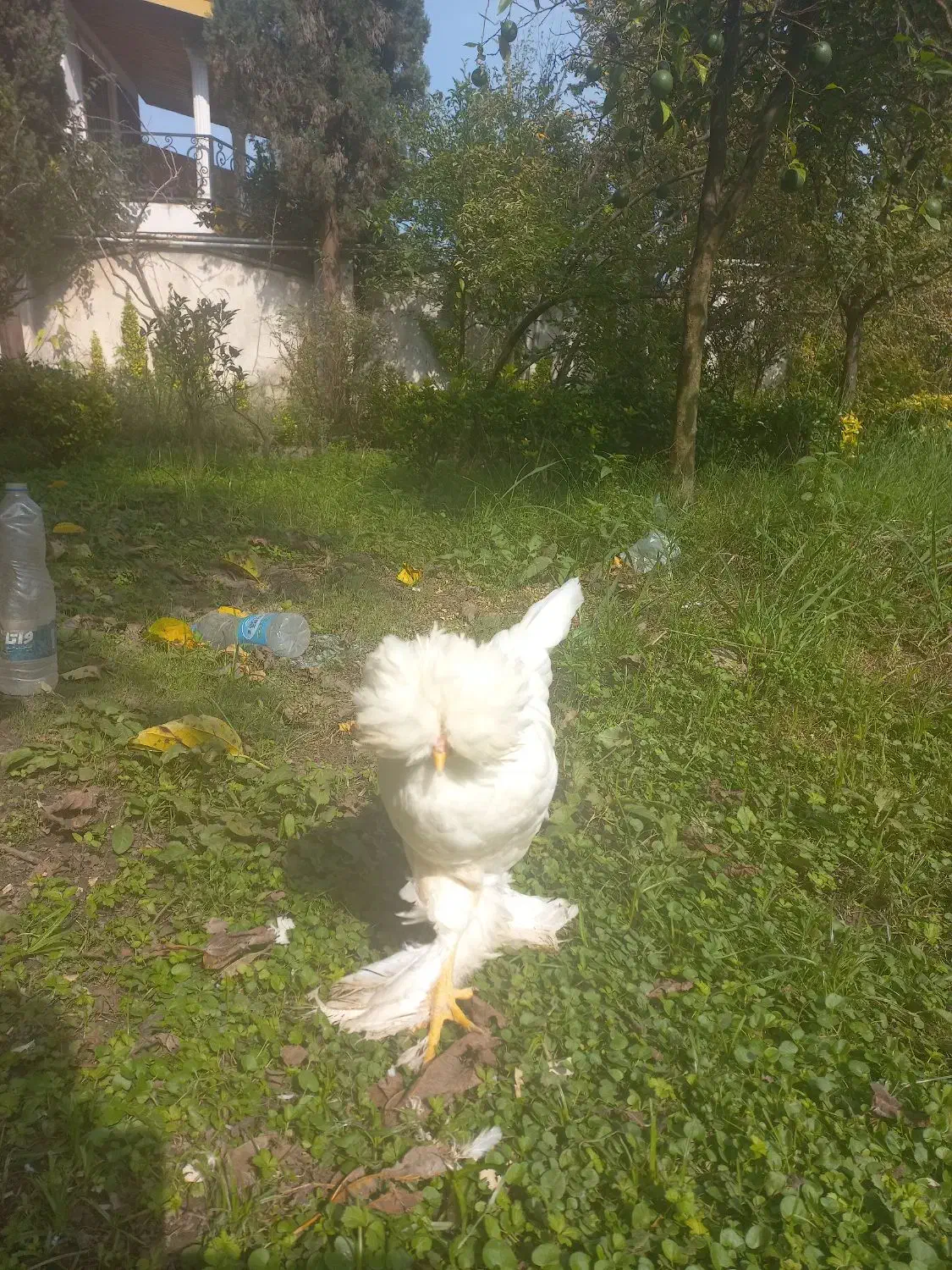 مرغ وخروس سلطان|حیوانات مزرعه|نوشهر, |دیوار