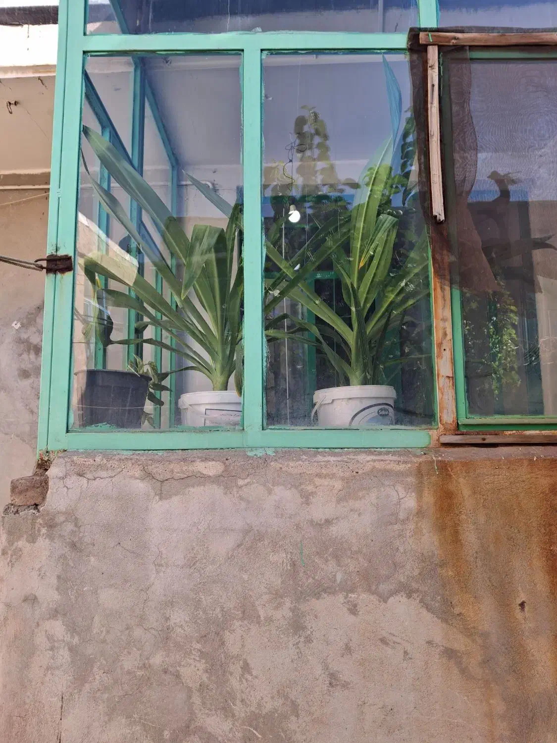 گل سوسن عنکبوتی|گل و گیاه طبیعی|آشتیان, |دیوار