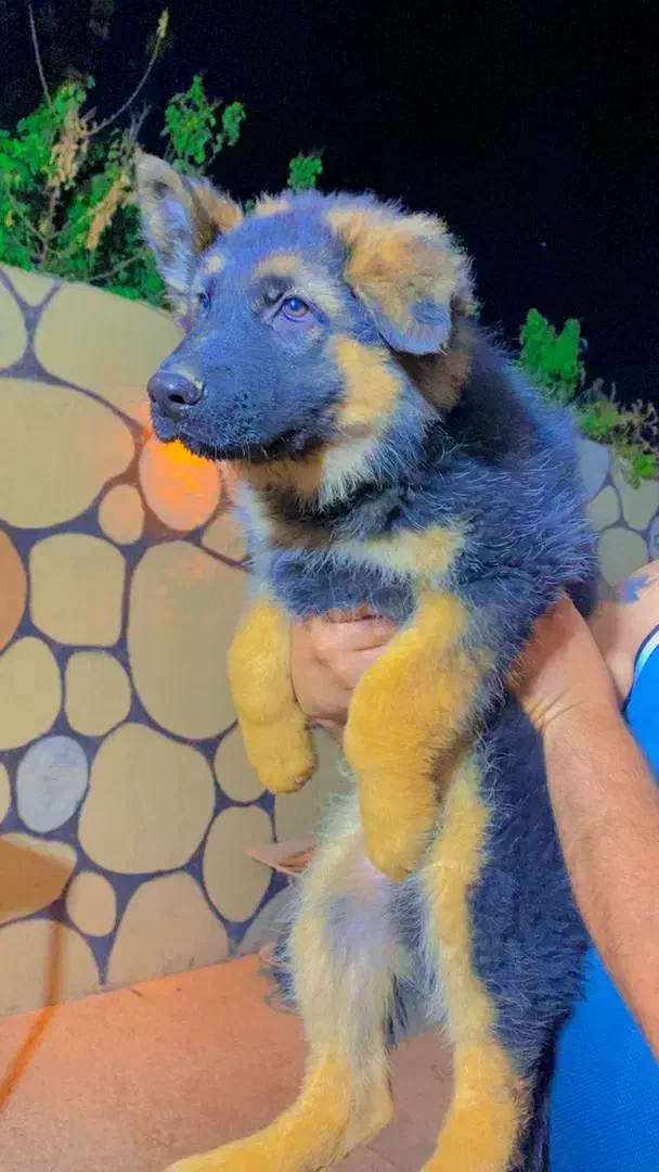 فروشی ژرمن شپر شولاین بلک فیس|سگ|صباشهر, |دیوار