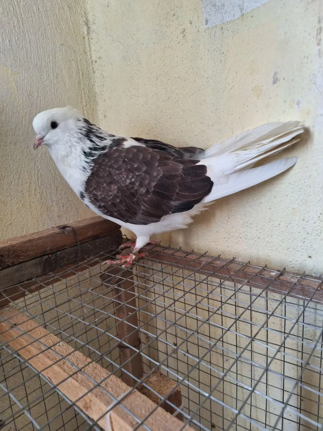 کبوتر نر شمرون|پرنده|رشت, کوی مهر|دیوار