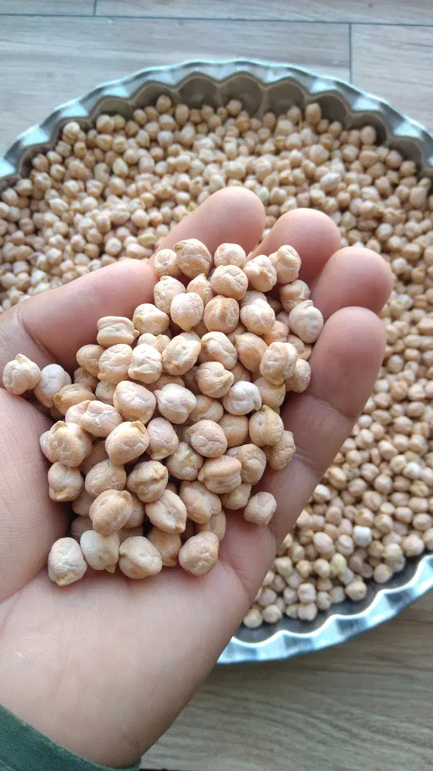 نخود سفید|خوردنی و آشامیدنی|شیرین‌سو, |دیوار